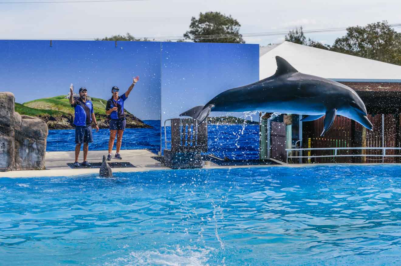 Dolphin Marine Conservation Park, Coffs Harbour Dolphin Show