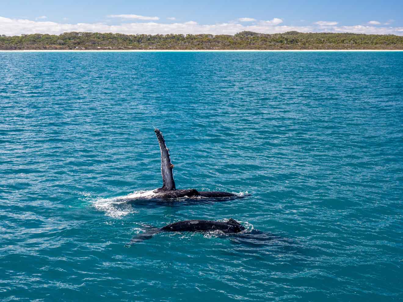 ballenas jorobadas actividades en isla fraser