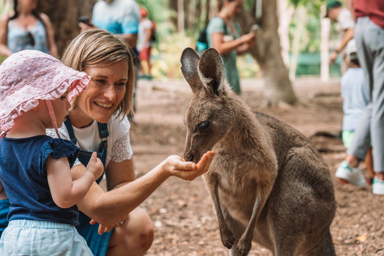 zoológico de australia cosas que hacer en sunshine coast